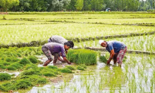 India clocks record Kharif rice output of 124.5MT