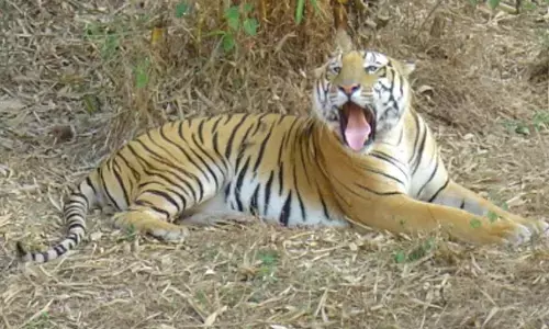 TN forest dept to put two trap cages to capture old tiger suspected of killing tribal woman