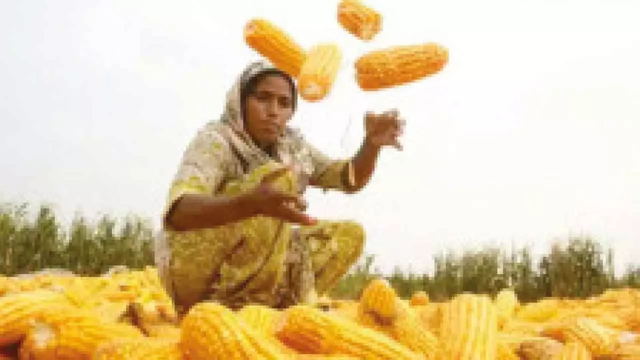 Govt urges Centre to come forward to procure maize