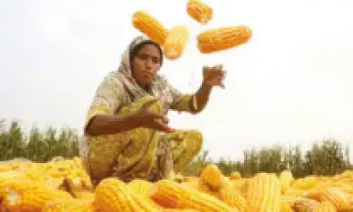 Govt urges Centre to come forward to procure maize