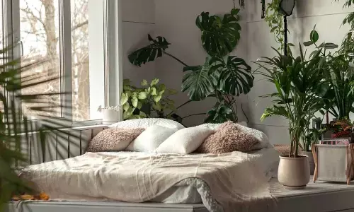 Bedroom Plants That Help Ease Insomnia and Improve Sleep Quality