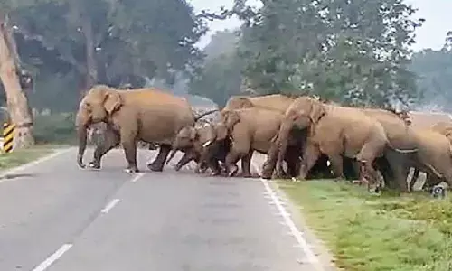 Palamaner to become a key model for highway–wildlife integration