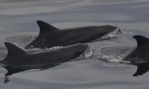 Pygmy killer whale found dead