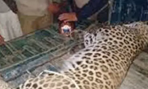 Leopard shot dead; activists call it cold-blooded killing