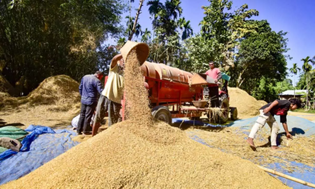 Centre paid farmers Rs 3.47 lakh crore in 2024-25 for purchase of crops at MSP