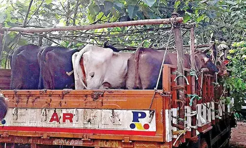 3 alleged cow slaughterers arrested after encounter
