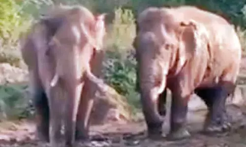 Odisha records 1,398 deaths in man-animal conflict