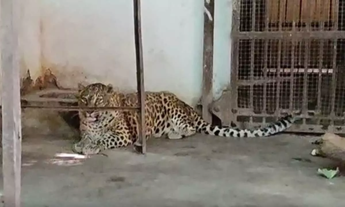 Encouraging growth: Wildlife experts praise Cheetah reintroduction program