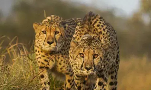 MP boasts 32 cheetahs in just three years: CM Yadav
