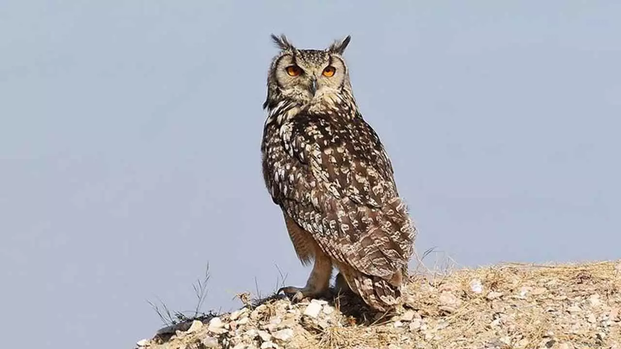 Work stopped at quarry near Hyd to  let rare rock eagle owl hatch eggs