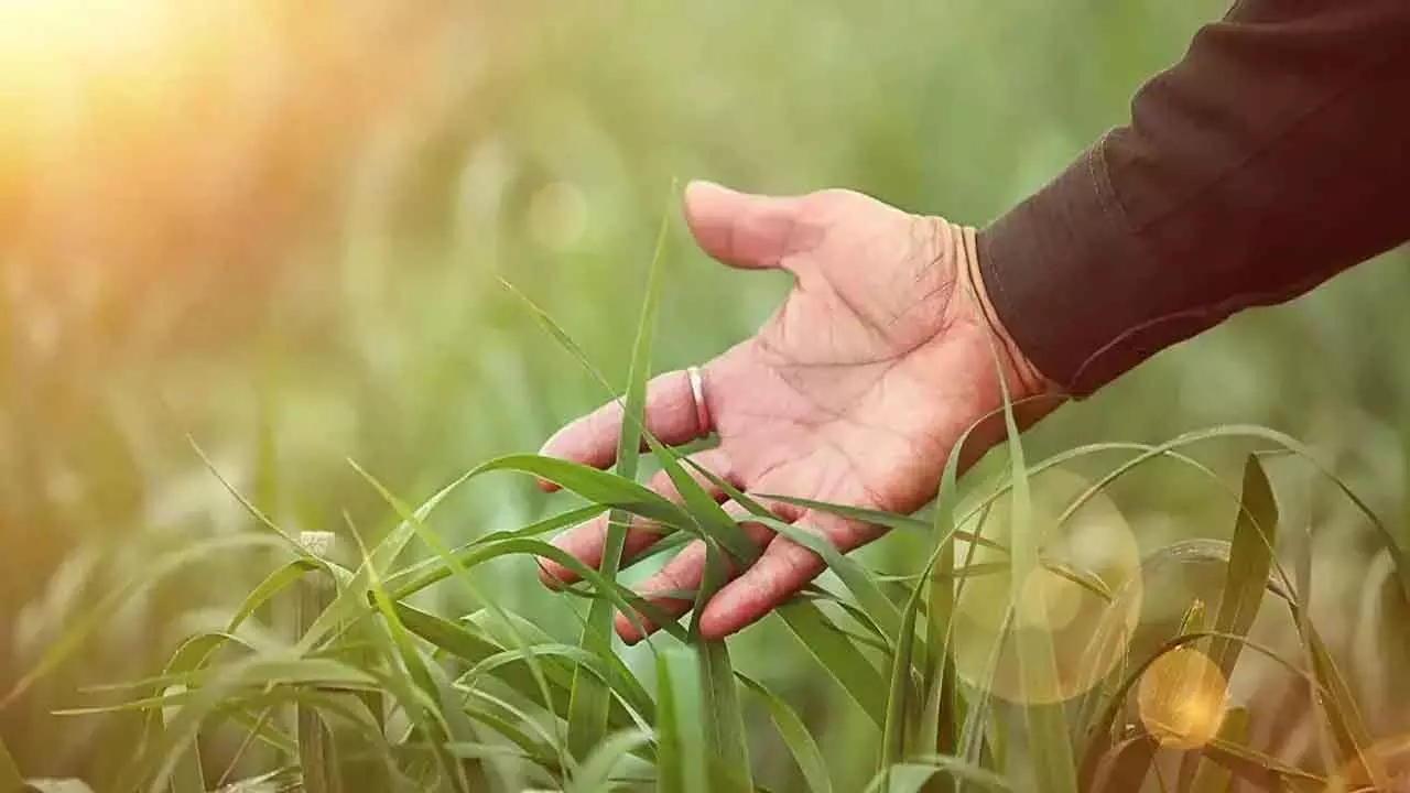 Experts call for more innovations in agribusiness to usher in improvements