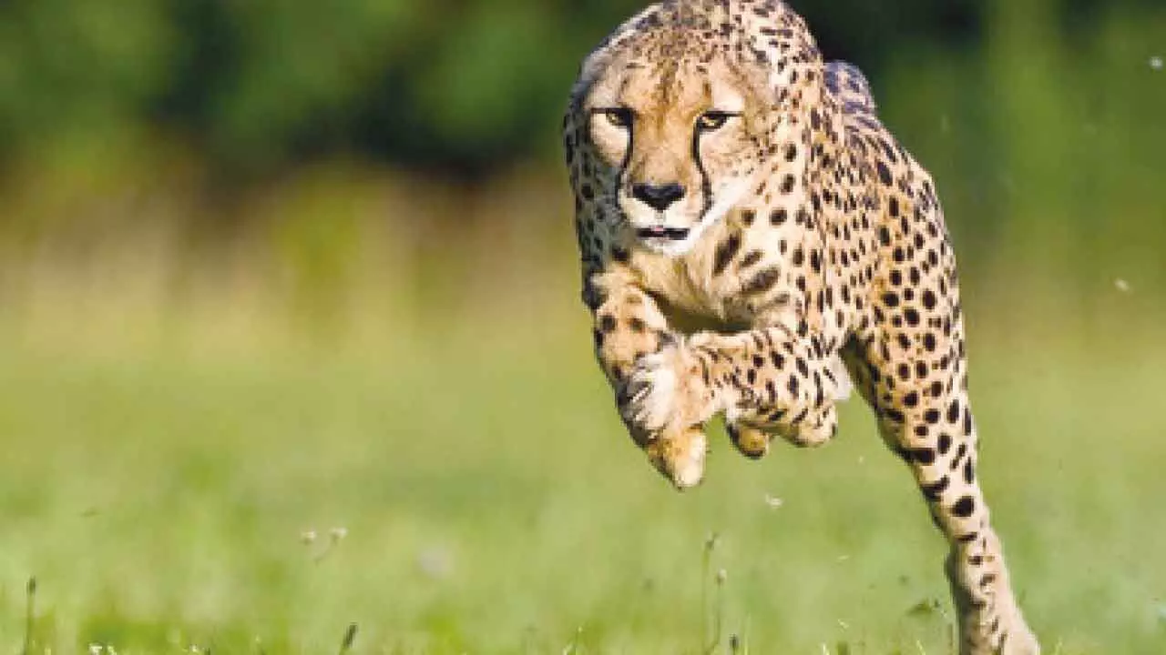 How sperm bank for cheetahs may save fastest land animal