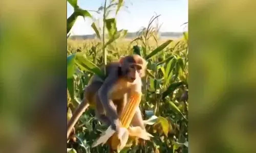 MP Konda Visweshwar Reddy seeks Centre’s action on monkey menace