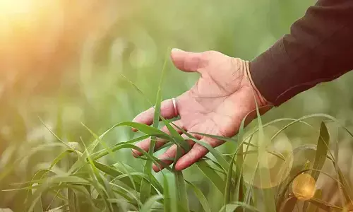 Experts call for more innovations in agribusiness to usher in improvements