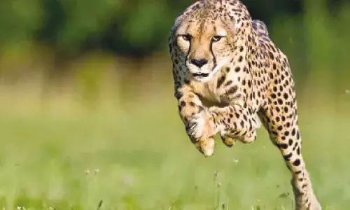 How sperm bank for cheetahs may save fastest land animal
