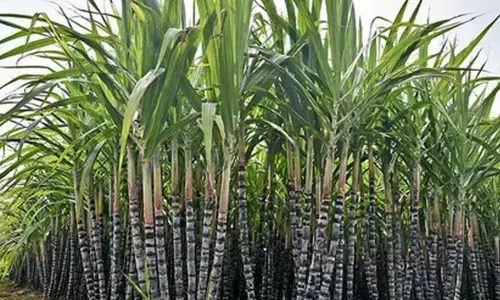 Delta farmers urge TN govt to revise Pongal gift pack items