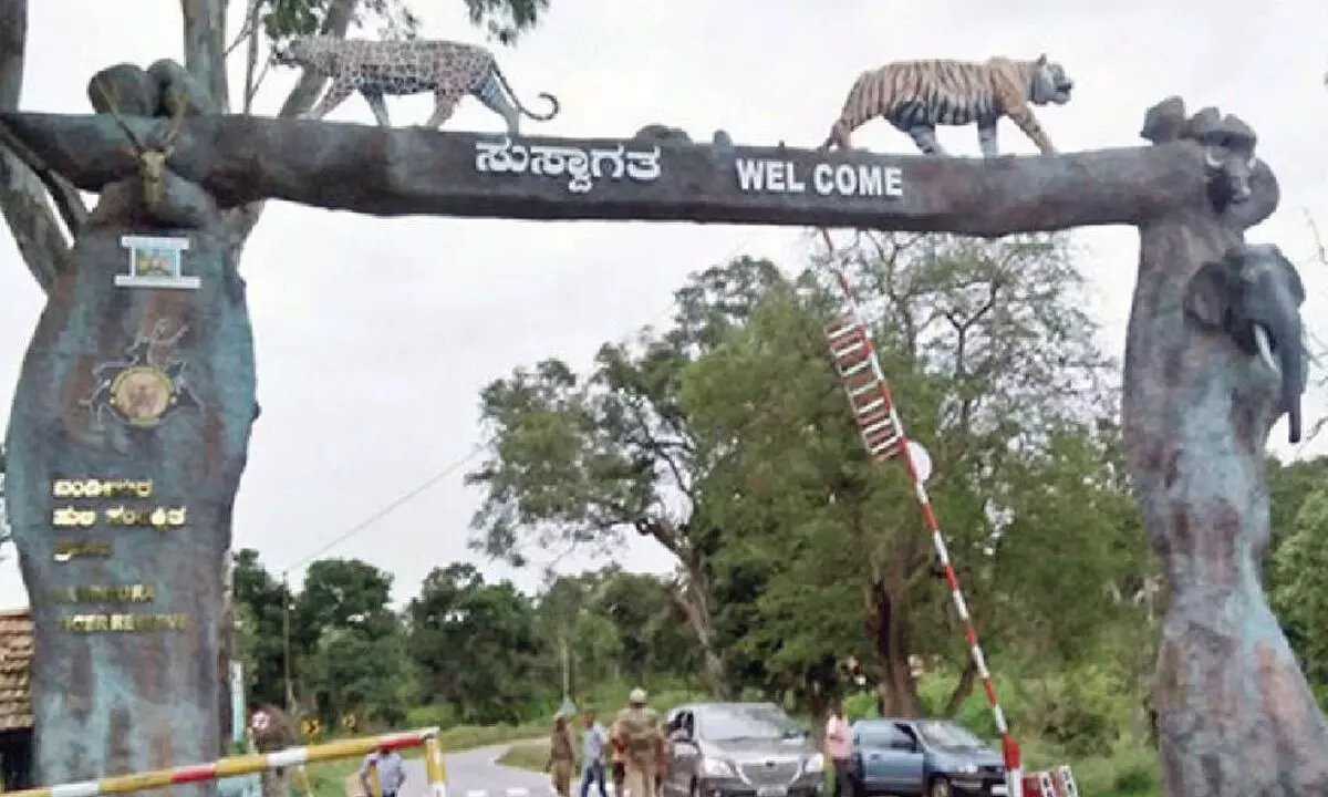 Safari ban impacts local economy in Mysuru and Chamarajanagara Safari ban impacts local economy in Mysuru and Chamarajanagara