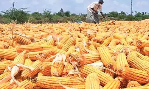 K’taka raises cap to 50 quintals per farmer K’taka raises cap to 50 quintals per farmer
