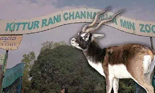 31 blackbucks died of haemorrhagic septicemia at mini zoo: Khandre 31 blackbucks died of haemorrhagic septicemia at mini zoo: Khandre
