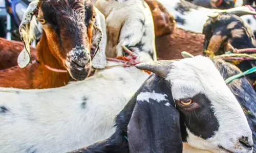 Maha: Goats to be released in forests to stop leopards from entering human settlements for food Maha: Goats to be released in forests to stop leopards from entering human settlements for food