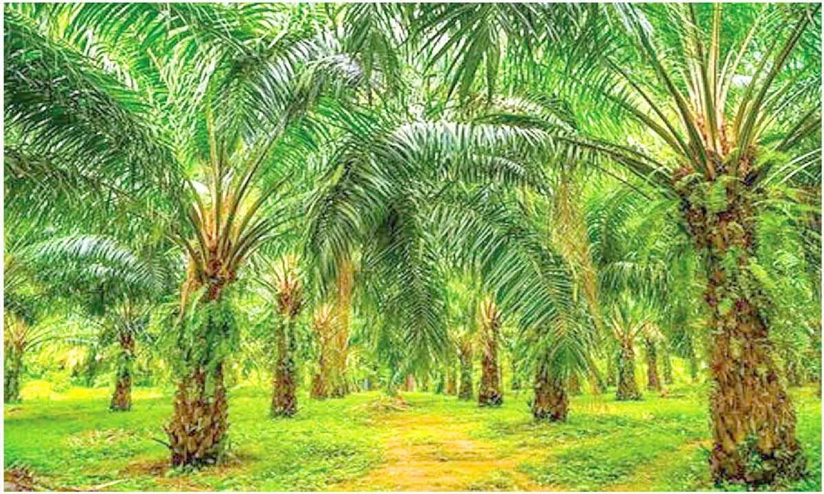 Farmers to benefit through oil palm cultivation Farmers to benefit through oil palm cultivation