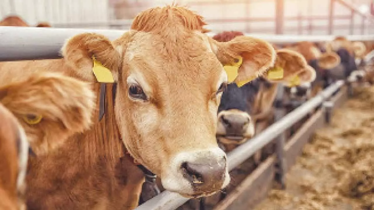 Cow slaughter accused held after police encounter Cow slaughter accused held after police encounter