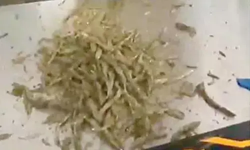 Ganja stuffed in bats seized Ganja stuffed in bats seized