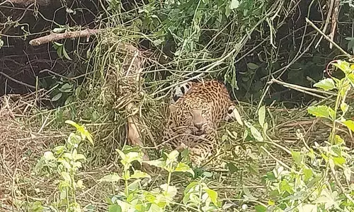 Leopard dies after falling into trap Leopard dies after falling into trap