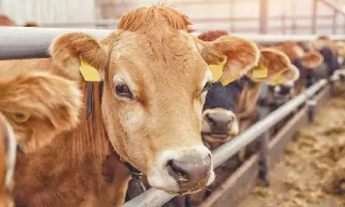 Cow slaughter accused held after police encounter Cow slaughter accused held after police encounter