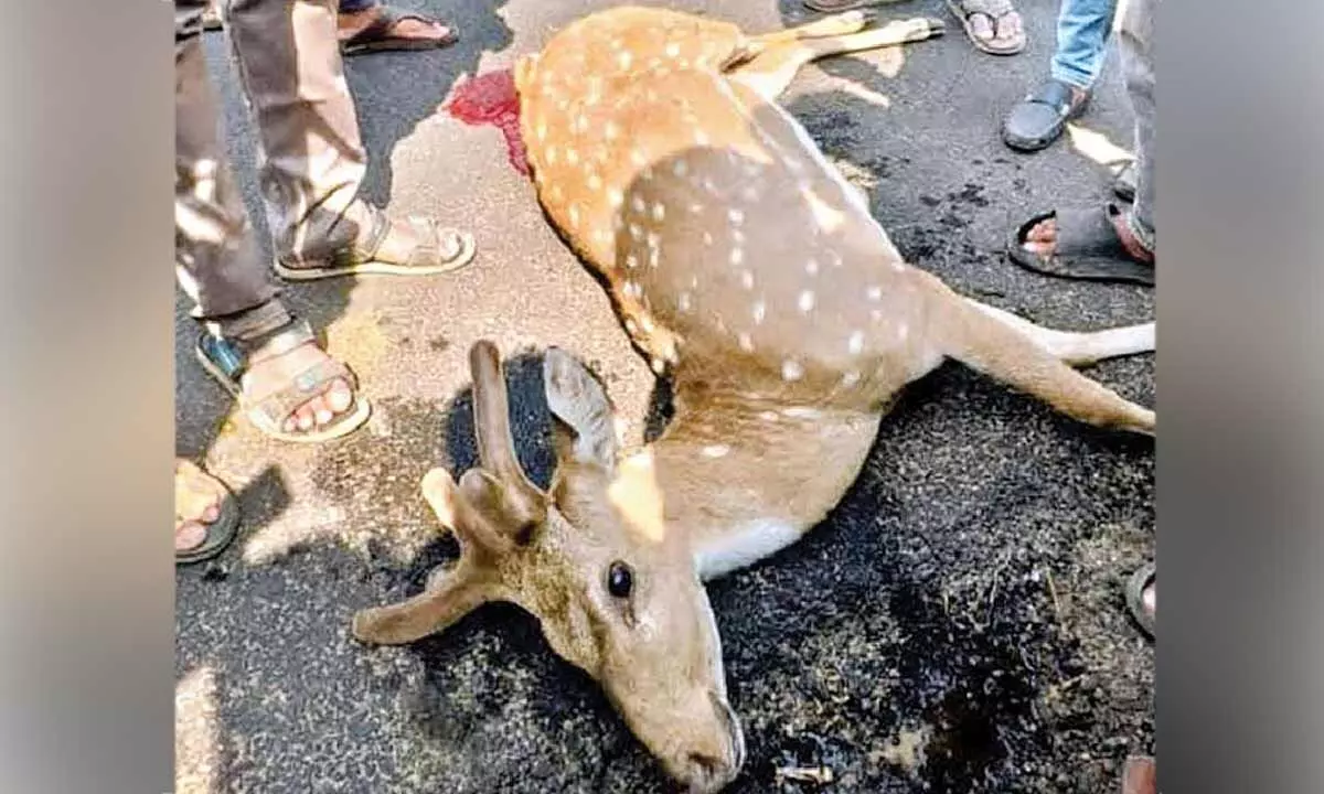 Deer dies in road mishap Deer dies in road mishap