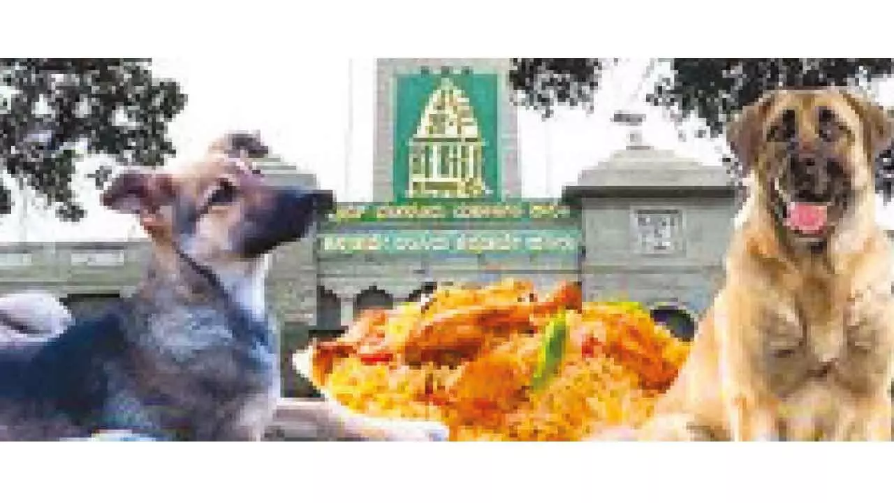 After SC fiat, civic officials to offer street dogs chicken rice twice a day After SC fiat, civic officials to offer street dogs chicken rice twice a day