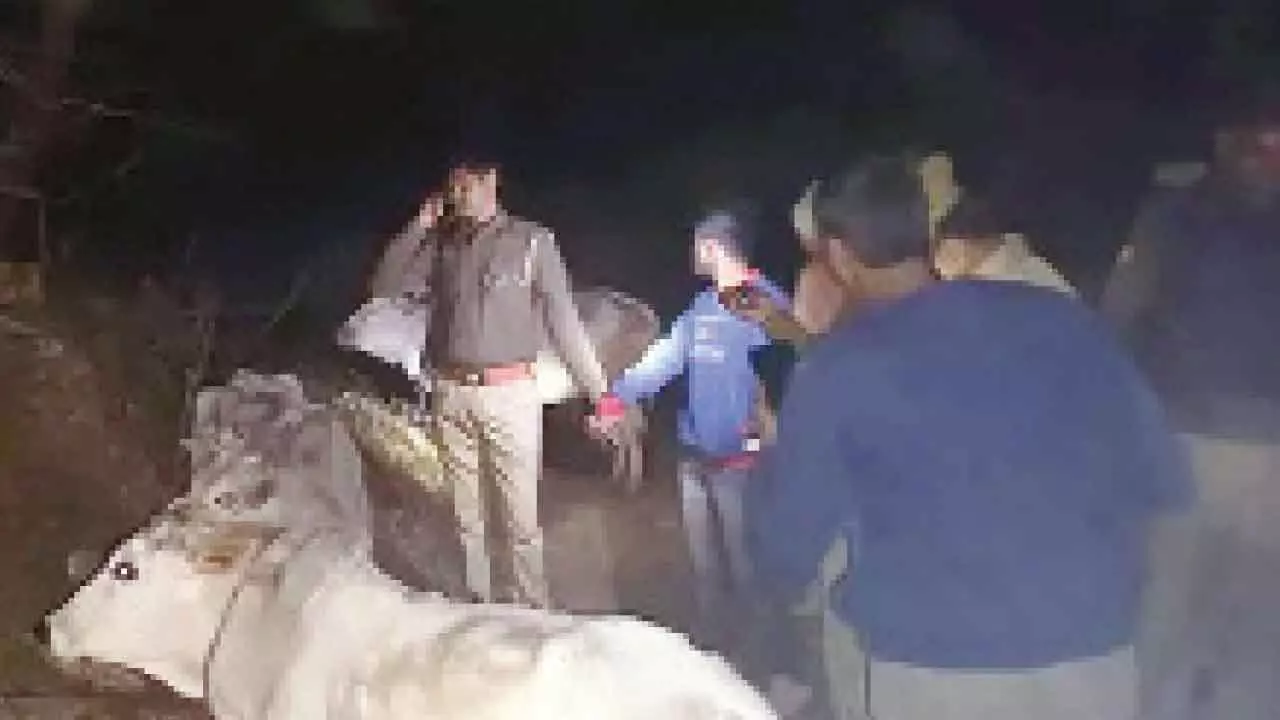2 cattle smugglers held after police encounter in Sonbhadra 2 cattle smugglers held after police encounter in Sonbhadra