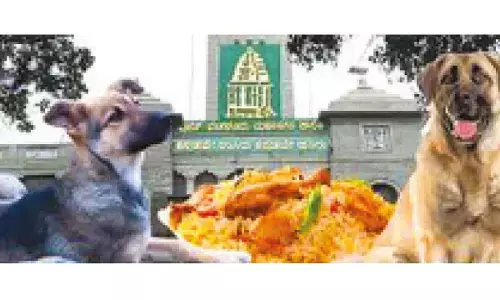 After SC fiat, civic officials to offer street dogs chicken rice twice a day After SC fiat, civic officials to offer street dogs chicken rice twice a day