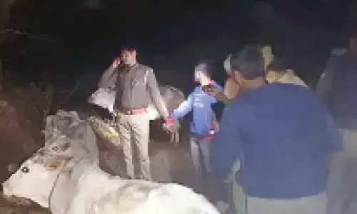 2 cattle smugglers held after police encounter in Sonbhadra 2 cattle smugglers held after police encounter in Sonbhadra