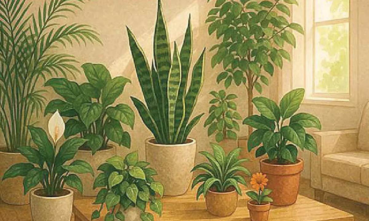 Indoor plants prove powerful tool for cleaner air and better well-being Indoor plants prove powerful tool for cleaner air and better well-being