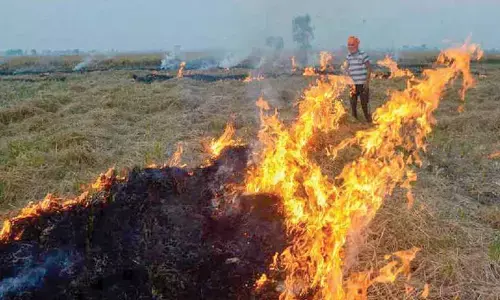 Pb, Har saw marked decline in stubble burning cases this year