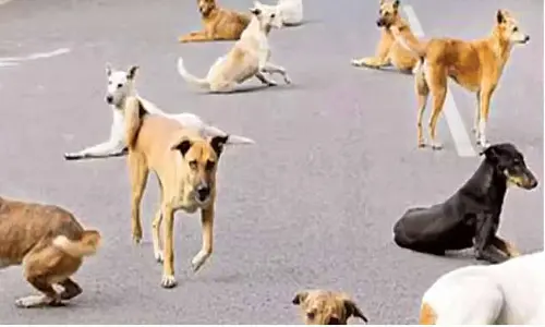 Karnataka urged to scale up ABC, ARV programmes Karnataka urged to scale up ABC, ARV programmes