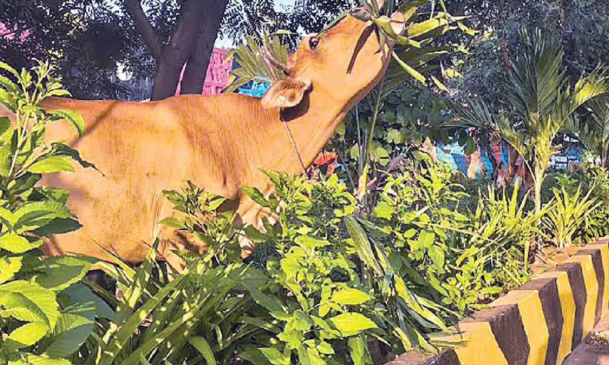 Maintenance of city beautification needs larger focus Maintenance of city beautification needs larger focus