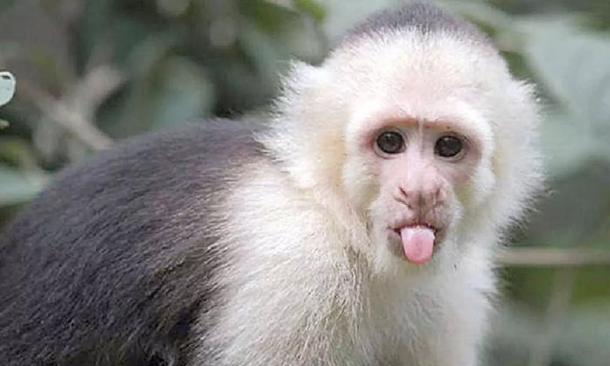 Eight black-capped capuchin monkeys arrive at Bannerghatta zoo Eight black-capped capuchin monkeys arrive at Bannerghatta zoo