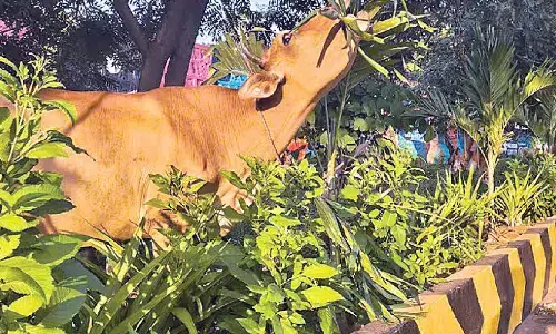 Maintenance of city beautification needs larger focus Maintenance of city beautification needs larger focus