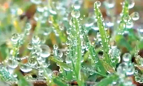 Cold wave to continue for one week Cold wave to continue for one week