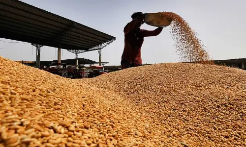 Procure red gram at MSP of Rs 8,000 per quintal