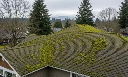 Roof Moss Removal in Vancouver WA: Why Winter Is When the Real Damage Happens Roof Moss Removal in Vancouver WA: Why Winter Is When the Real Damage Happens