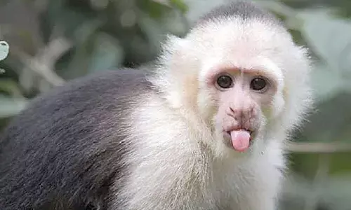Eight black-capped capuchin monkeys arrive at Bannerghatta zoo Eight black-capped capuchin monkeys arrive at Bannerghatta zoo