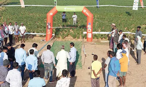 IIL brings science-led crop care to chilli farms in AP, Telangana IIL brings science-led crop care to chilli farms in AP, Telangana