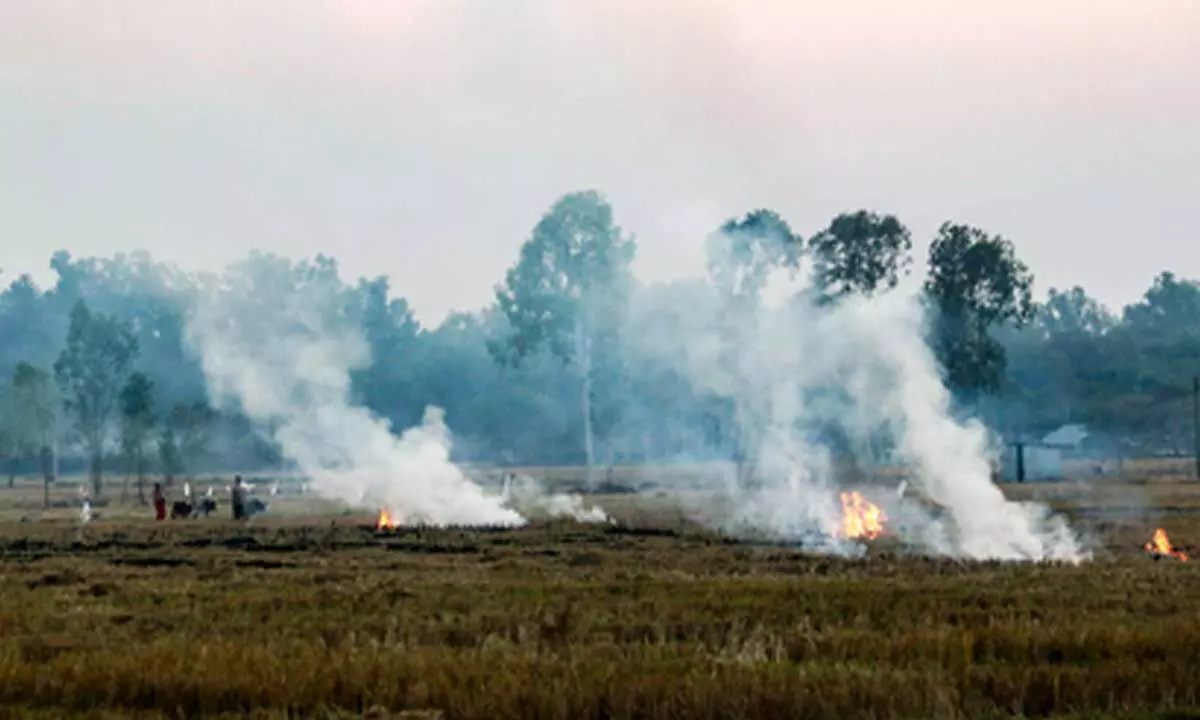 NASA says later-day stubble burning in northern India complicates air quality monitoring NASA says later-day stubble burning in northern India complicates air quality monitoring