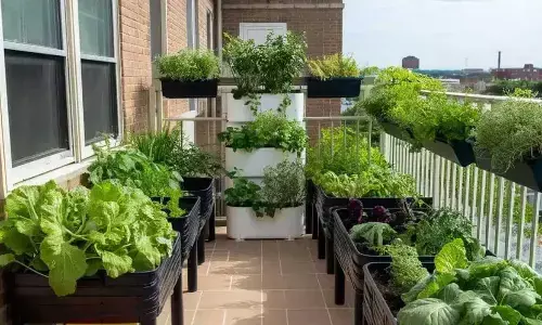 Low-Maintenance Balcony Plants That Thrive in Small Urban Homes