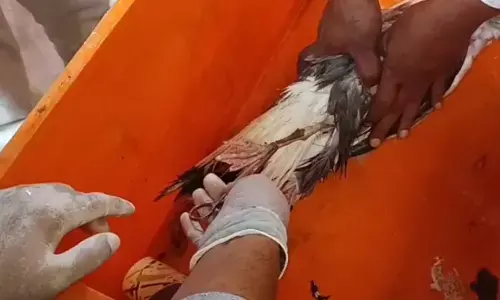 Chinese-Tracked Seagull Sparks Brief Espionage Concerns Near Karwar Naval Base Chinese-Tracked Seagull Sparks Brief Espionage Concerns Near Karwar Naval Base