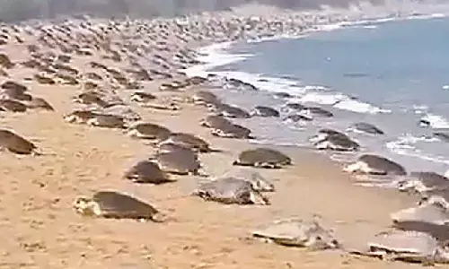 Mating season of Olive Ridley turtles begins Mating season of Olive Ridley turtles begins