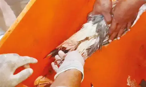 Chinese-tracked seagull sparks brief espionage concerns   near Karwar Naval base